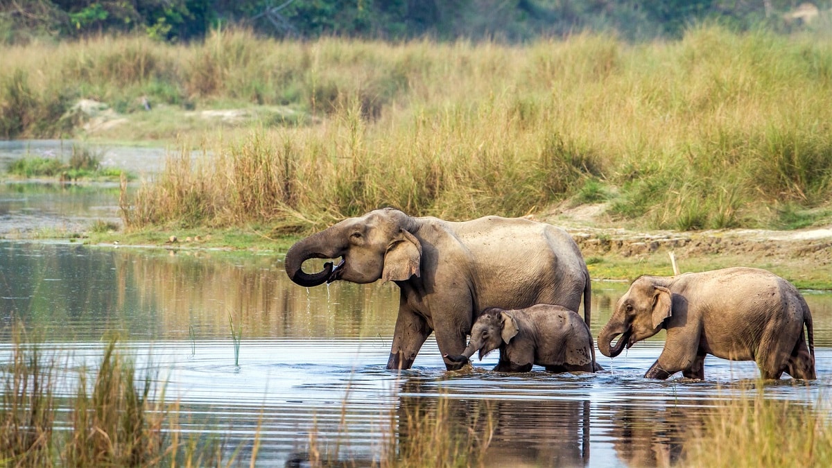Things to do in Chitwan